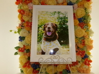 水戸市愛犬モモちゃん