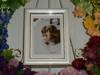 石岡市愛犬ちっぷちゃん