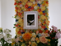 茨城町愛猫みきちゃん