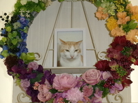 水戸市愛猫杏仁（あんにん）ちゃん