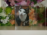 大子町愛猫おにぎりちゃん