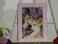 水戸市愛犬ひなちゃん