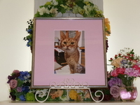 水戸市愛猫タルトちゃん