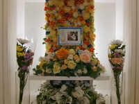 水戸市愛猫レオちゃん