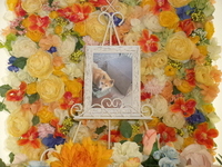 笠間市愛犬チョコちゃん