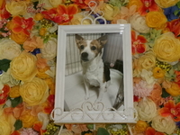 水戸市愛犬リリーちゃん