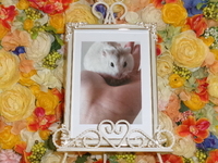 水戸市イエロージャンガリアンハムスター・ティナちゃん