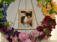 水戸市愛猫まほちゃん