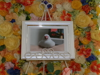 水戸市愛鳥しろあちゃん