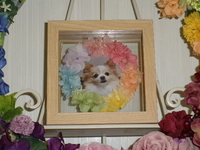 水戸市愛犬ビビちゃん