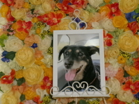 日立市愛犬カイちゃん