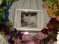 水戸市愛猫めろんちゃん