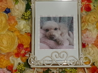 小美玉市愛犬モコちゃん