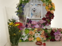 小美玉市愛犬リリちゃん