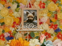 水戸市愛犬まろんちゃん