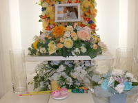 水戸市愛猫ルルちゃん