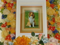 ひたちなか市愛犬ラディーちゃん