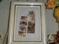 東京都ハムスターはなまるちゃん