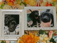 水戸市愛犬リックスちゃん