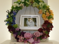 常陸大宮市愛猫トラちゃん