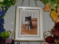 日立市愛犬マースちゃん