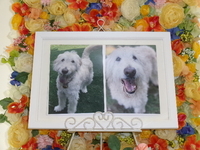 さいたま市愛犬えびすちゃん