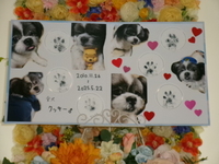 日立市愛犬クッキーちゃん