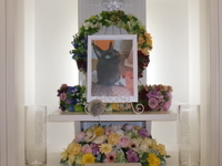 水戸市愛猫あんちゃん