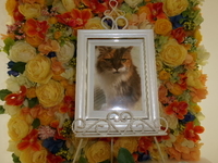 大子町愛猫ビクビクちゃん