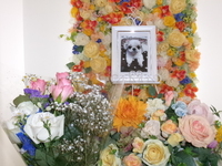 那珂市愛犬モカちゃん