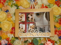 日立市愛犬クッキーちゃん