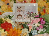 茨城町キンクマハムスターのあちゃん