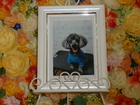 ひたちなか市愛犬ラルクちゃん