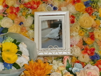 東海村愛猫ちょびちゃん