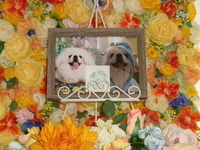 水戸市愛犬もんじゃちゃん