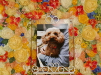 日立市愛犬プリンちゃん