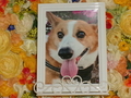 ひたちなか市愛犬ポン太ちゃん