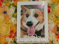 ひたちなか市愛犬ポン太ちゃん