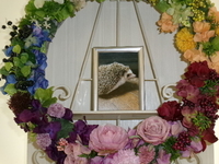 水戸市ハリネズミあずきちゃん