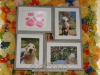 鉾田市愛犬さらちゃん