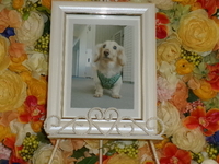 水戸市愛犬テツちゃん