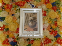 日立市愛鳥ぴーちゃん