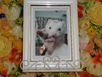 水戸市フェレット・あんちゃん