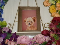 水戸市愛犬マーモちゃん