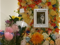 常陸大宮市愛猫ししまるちゃん