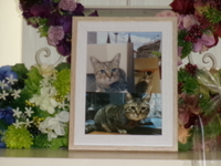 水戸市愛猫とらみちゃん