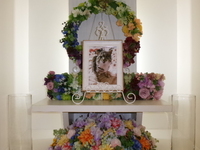 水戸市愛猫幸ちゃん