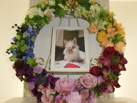 水戸市愛兎まるおちゃん