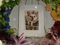 ひたちなか市愛猫ペルちゃん