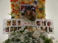 矢祭町愛犬虹夢ちゃん